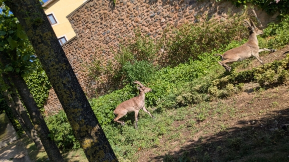 Las cabras montesas de Ágreda visitan el jardín del Palacio de los Castejones