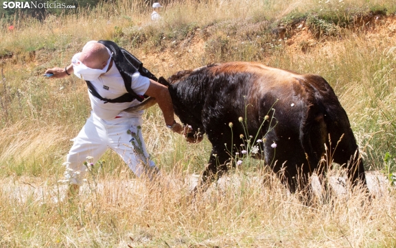 Un ingreso en UCI y un traslado a Burgos, las incidencias más reseñables del Jueves de La Saca