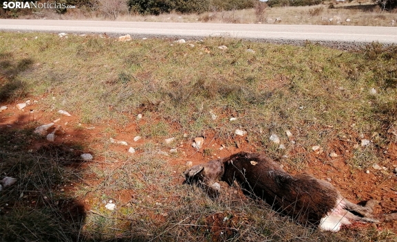 Soria Ya reclamará medidas concretas para frenar los accidentes por fauna silvestre en la CL-116