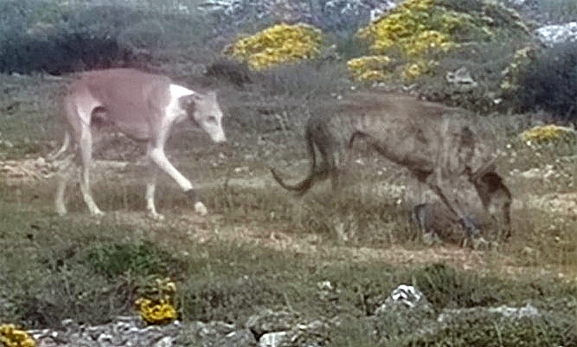 La Guardia Civil investiga a un vecino de Navarra por el abandono de dos galgos