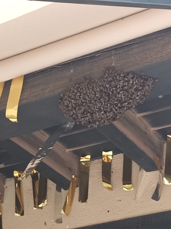 Los bomberos de la Diputación actúan ante un enjambre de abejas en Quintanilla de Tres Barrios