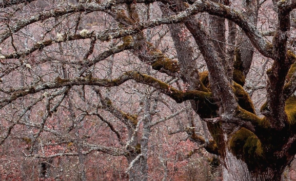 Ignacio Huarte lleva a Medinaceli su colección Soria, otra mirada