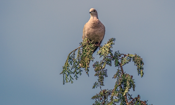 El aprovechamiento de la tórtola europea en Castilla y León contempla ocho cotos en Soria
