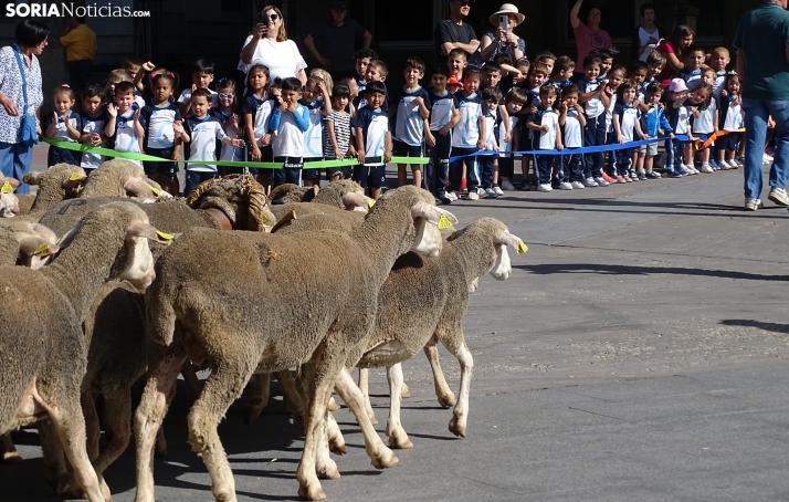 Una imagen del paso de las merinas por la capital. /PC