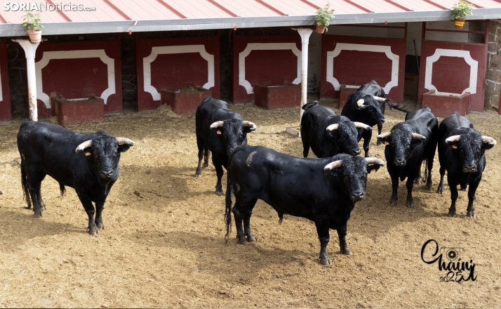 FOTOS | As&iacute; son los 8 espectaculares toros de El Canario para los rejones de Soria