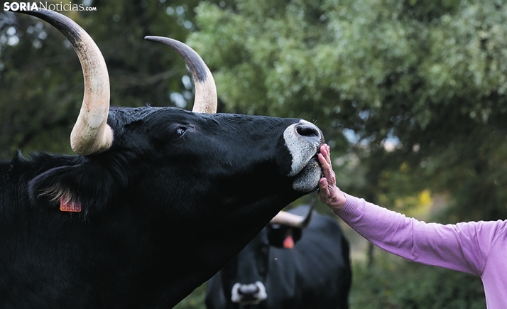 Dos millones de euros para fomentar la cría de razas autóctonas de Castilla y León a través de los libros genealógicos