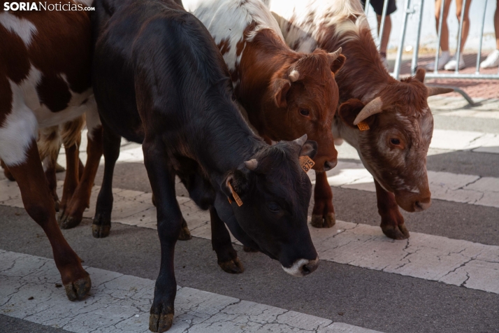 Carretones y Trashumancia infantil
