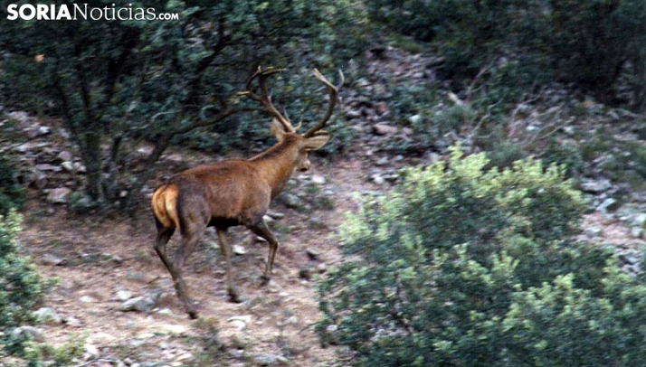 Declarada la emergencia cinegética por ciervo en 13 municipios de Zamora