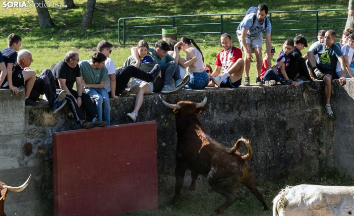 Mariposo, Polvorín o Bastoncito: así se llaman los astados protagonistas de La Saca