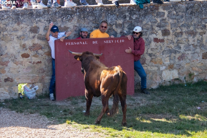 Suelta de la 'Compra' 2025./ Viksar Fotografía