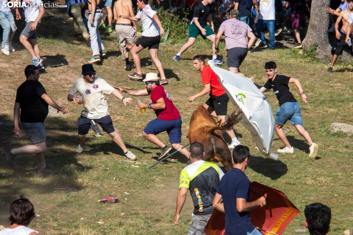 Suelta de la 'Compra' 2025./ Viksar Fotografía