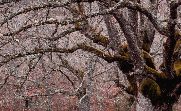 Ignacio Huarte lleva a Medinaceli su colección Soria, otra mirada