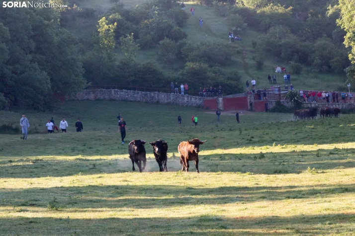 Lavalengüillas 2025