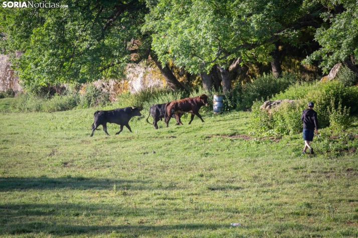 Lavalengüillas 2025