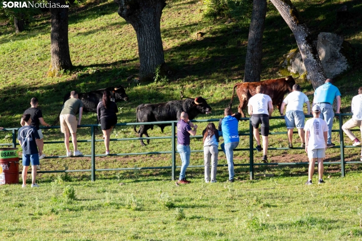 Lavalengüillas 2025