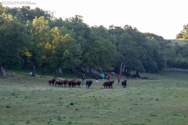 Lavalengüillas 2025