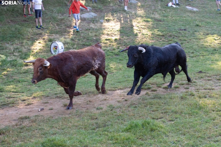 Lavalengüillas 2025