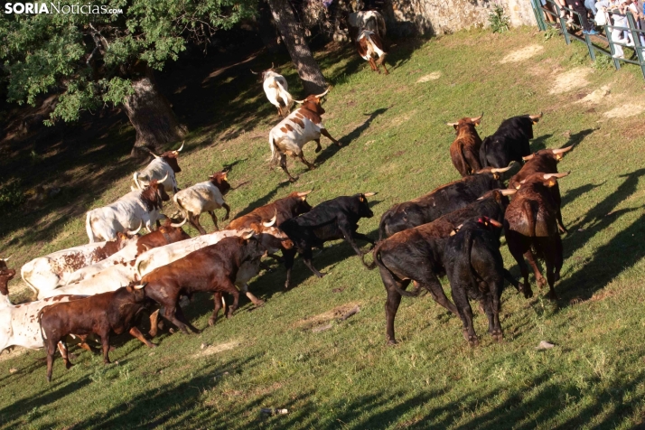 Lavalengüillas 2025