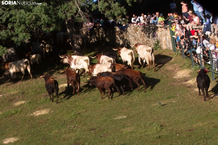 Lavalengüillas 2025