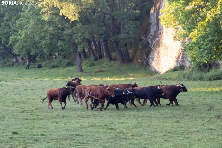 Lavalengüillas 2025