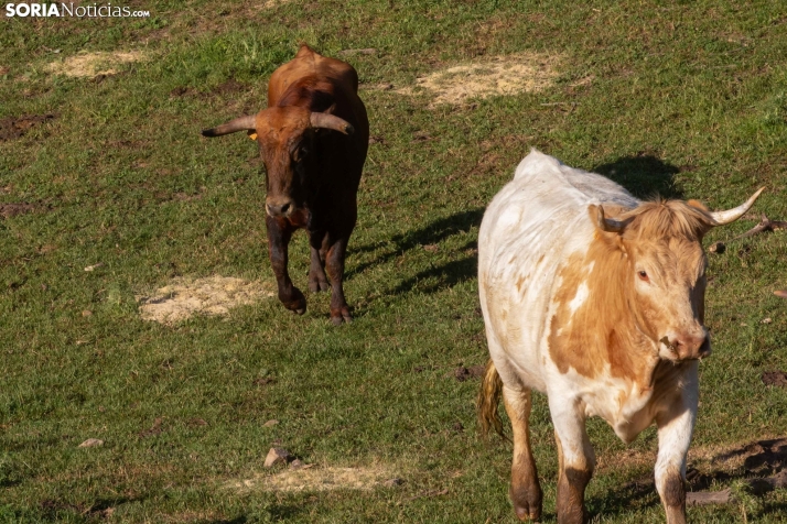 Lavalengüillas 2025