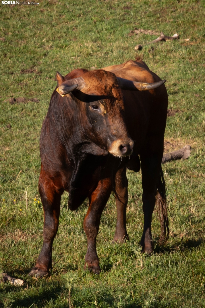 Lavalengüillas 2025