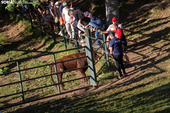 Lavalengüillas 2025