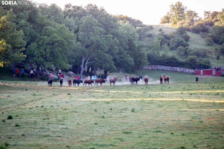 Lavalengüillas 2025