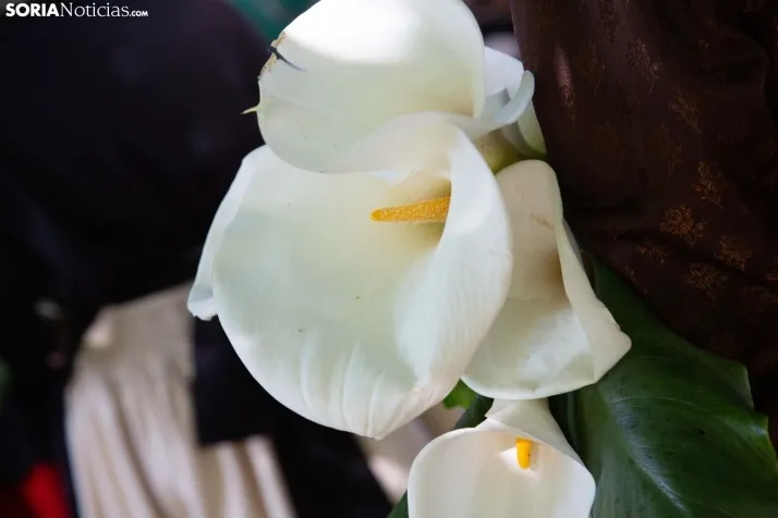 Ofrenda de flores Los Milagros 2025