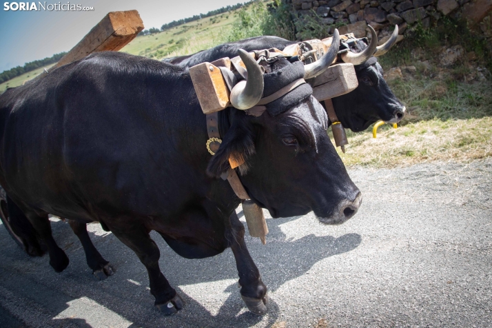 Ruta Carreteril Sarnago