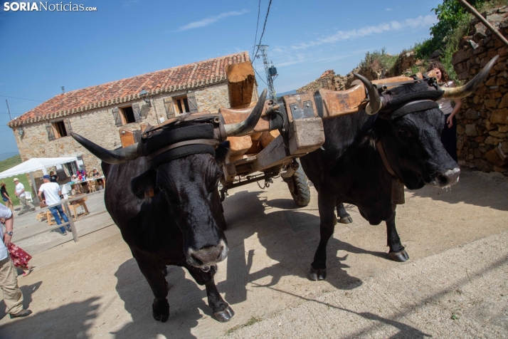Ruta Carreteril Sarnago