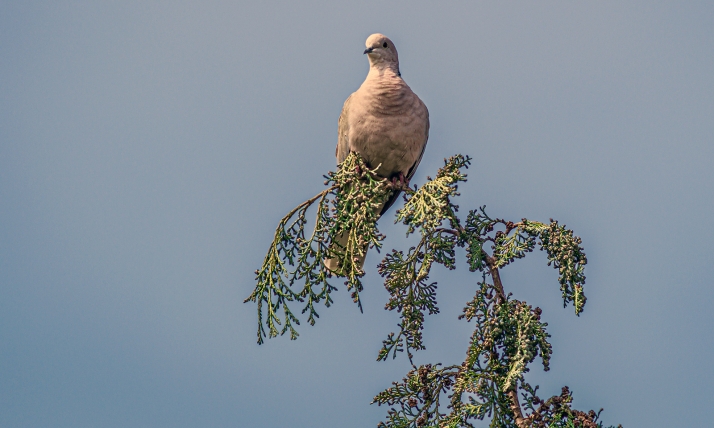 El aprovechamiento de la tórtola europea en Castilla y León contempla ocho cotos en Soria