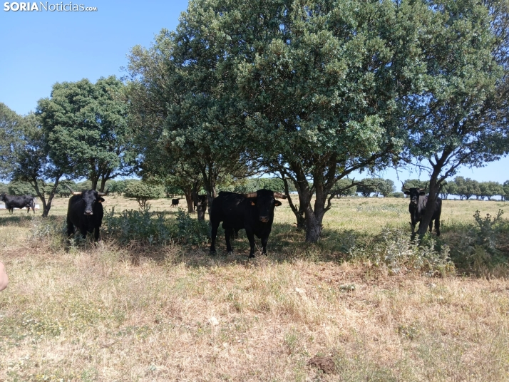 La Junta muestra su apoyo a la vaca serrana negra con una visita a una explotación en La Muela