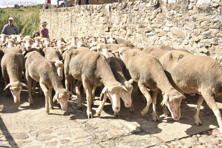 Fiesta de la Trashumancia 2025 en Oncala. /Encarna Muñoz