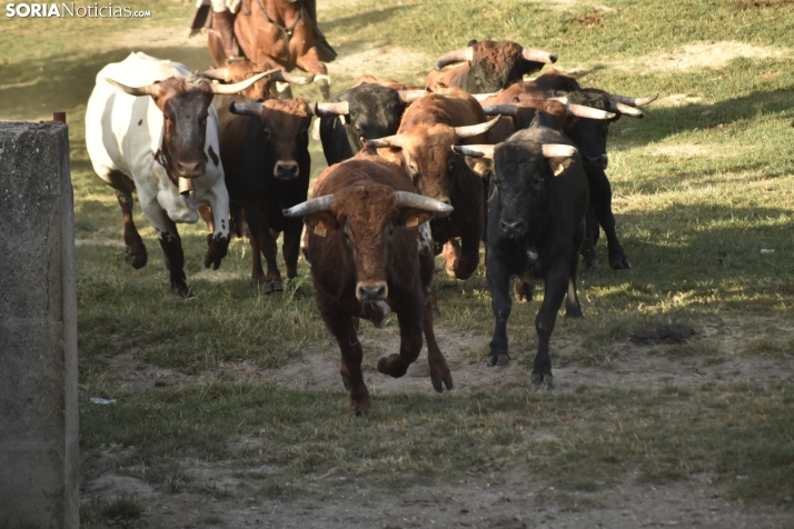 Encierro Miércoles el Pregón 2025