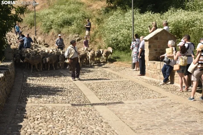 Fiesta de la Trashumancia 2025 en Oncala. /Encarna Muñoz