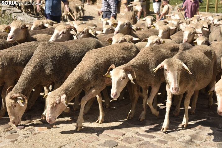 Fiesta de la Trashumancia 2025 en Oncala. /Encarna Muñoz