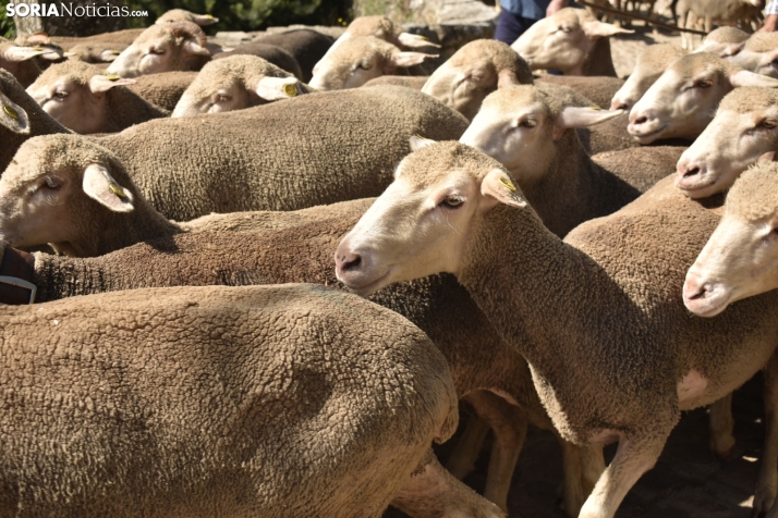 Fiesta de la Trashumancia 2025 en Oncala. /Encarna Muñoz