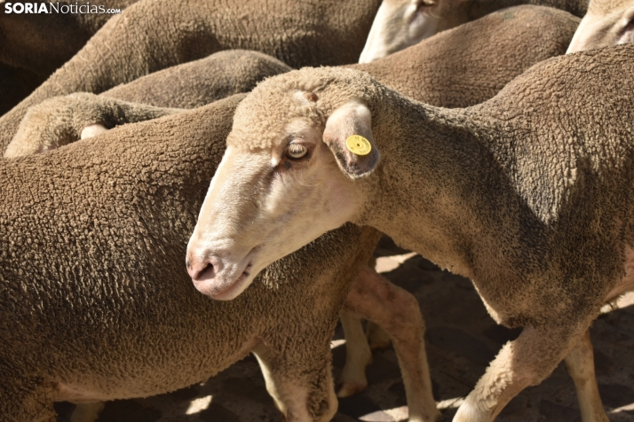 Fiesta de la Trashumancia 2025 en Oncala. /Encarna Muñoz