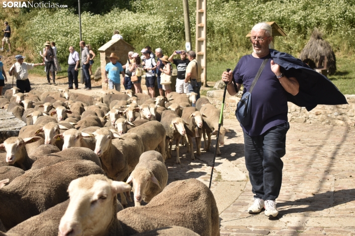 Fiesta de la Trashumancia 2025 en Oncala. /Encarna Muñoz