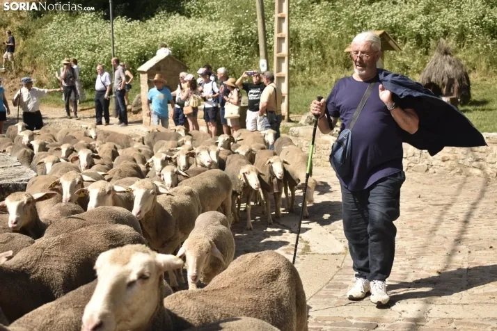 Fiesta de la Trashumancia 2025 en Oncala. /Encarna Muñoz