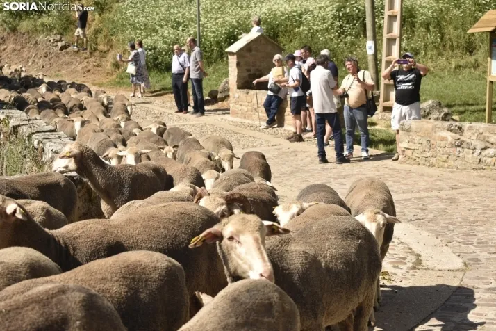 Fiesta de la Trashumancia 2025 en Oncala. /Encarna Muñoz