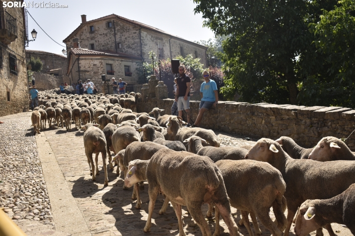 Fiesta de la Trashumancia 2025 en Oncala. /Encarna Muñoz