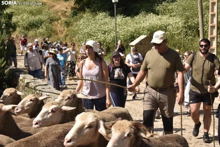 Fiesta de la Trashumancia 2025 en Oncala. /Encarna Muñoz