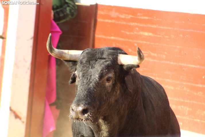 Una imagen de los toros de este Agés 2025. /Santos Gómez