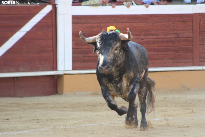 Una imagen de los toros de este Agés 2025. /Santos Gómez