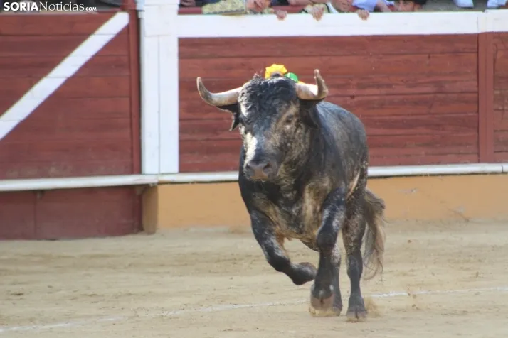 Una imagen de los toros de este Agés 2025. /Santos Gómez