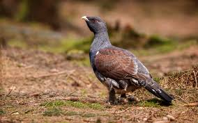 La población de urogallo cantábrico asciende a 209 ejemplares en Castilla y León