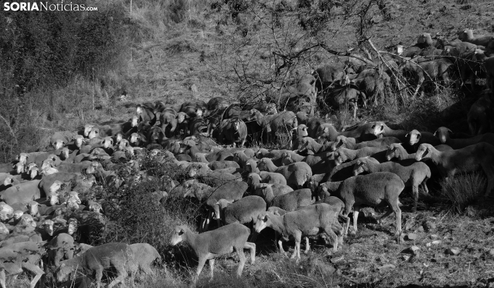 La Mancomunidad de Tierras Altas recordará el jueves a los hermanos Pérez, los últimos trashumantes