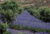 Foto 1 - Campos de lavanda en Soria: dónde y cuándo ver el espectáculo morado